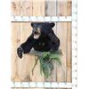 Image 1 : Black Bear Half Body Taxidermy Mount