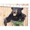Image 2 : Black Bear Half Body Taxidermy Mount