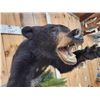 Image 4 : Black Bear Half Body Taxidermy Mount