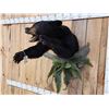 Image 5 : Black Bear Half Body Taxidermy Mount