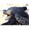 Image 6 : Black Bear Half Body Taxidermy Mount