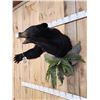 Image 7 : Black Bear Half Body Taxidermy Mount