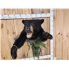 Image 8 : Black Bear Half Body Taxidermy Mount