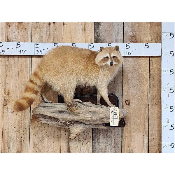 Blonde Raccoon Full Body Taxidermy Mount