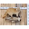 Image 1 : Blonde Raccoon Full Body Taxidermy Mount