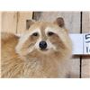 Image 3 : Blonde Raccoon Full Body Taxidermy Mount