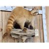 Image 4 : Blonde Raccoon Full Body Taxidermy Mount