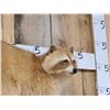 Image 5 : Blonde Raccoon Full Body Taxidermy Mount