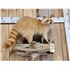 Image 6 : Blonde Raccoon Full Body Taxidermy Mount