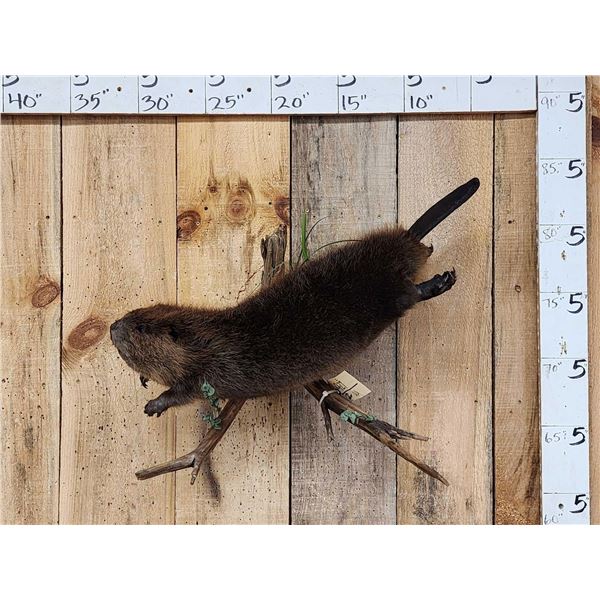 Juvenile Swimming Beaver Full Body Taxidermy Mount