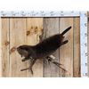 Image 1 : Juvenile Swimming Beaver Full Body Taxidermy Mount