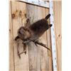 Image 2 : Juvenile Swimming Beaver Full Body Taxidermy Mount