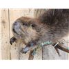 Image 3 : Juvenile Swimming Beaver Full Body Taxidermy Mount