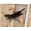 Image 4 : Juvenile Swimming Beaver Full Body Taxidermy Mount