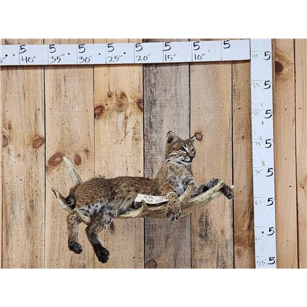 Bobcat Relaxing On A Moose Antler Full Body Taxidermy Mount