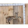 Image 1 : Bobcat Relaxing On A Moose Antler Full Body Taxidermy Mount