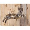 Image 2 : Bobcat Relaxing On A Moose Antler Full Body Taxidermy Mount