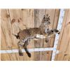 Image 4 : Bobcat Relaxing On A Moose Antler Full Body Taxidermy Mount