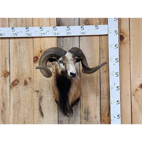 Mouflon Cross Ram Sheep Shoulder Mount Taxidermy
