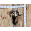 Image 1 : Mouflon Cross Ram Sheep Shoulder Mount Taxidermy