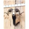 Image 2 : Mouflon Cross Ram Sheep Shoulder Mount Taxidermy