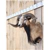 Image 3 : Mouflon Cross Ram Sheep Shoulder Mount Taxidermy