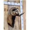Image 4 : Mouflon Cross Ram Sheep Shoulder Mount Taxidermy