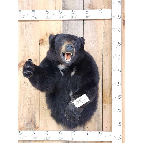 Black Bear Half Body Taxidermy Mount