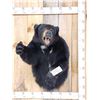 Image 1 : Black Bear Half Body Taxidermy Mount