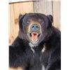Image 2 : Black Bear Half Body Taxidermy Mount
