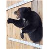 Image 3 : Black Bear Half Body Taxidermy Mount