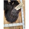 Image 4 : Black Bear Half Body Taxidermy Mount