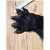 Image 5 : Black Bear Half Body Taxidermy Mount