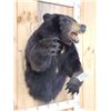 Image 6 : Black Bear Half Body Taxidermy Mount