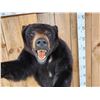 Image 7 : Black Bear Half Body Taxidermy Mount
