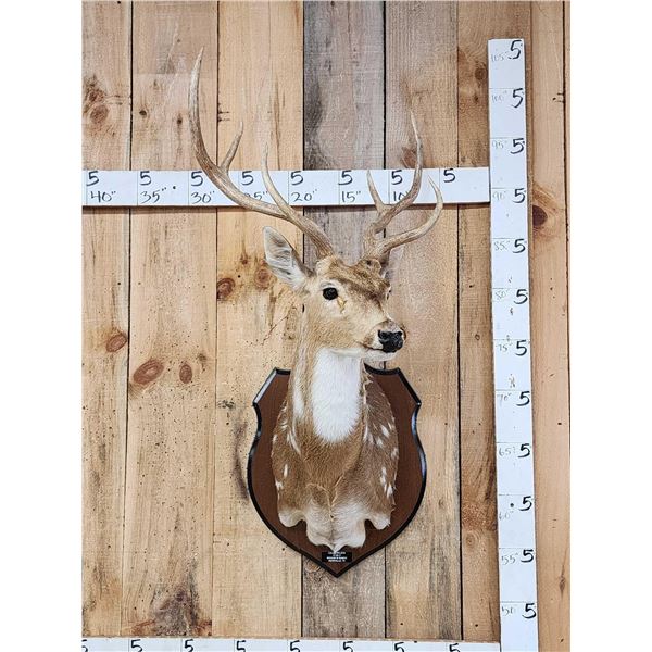 Axis Deer Shoulder Mount Taxidermy