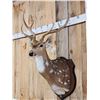 Image 2 : Axis Deer Shoulder Mount Taxidermy