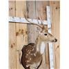 Image 3 : Axis Deer Shoulder Mount Taxidermy