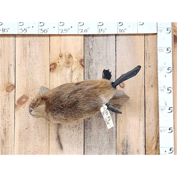Juvenile Beaver Swimming Full Body Taxidermy Mount