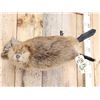 Image 2 : Juvenile Beaver Swimming Full Body Taxidermy Mount