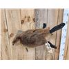 Image 4 : Juvenile Beaver Swimming Full Body Taxidermy Mount