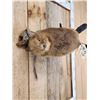 Image 5 : Juvenile Beaver Swimming Full Body Taxidermy Mount