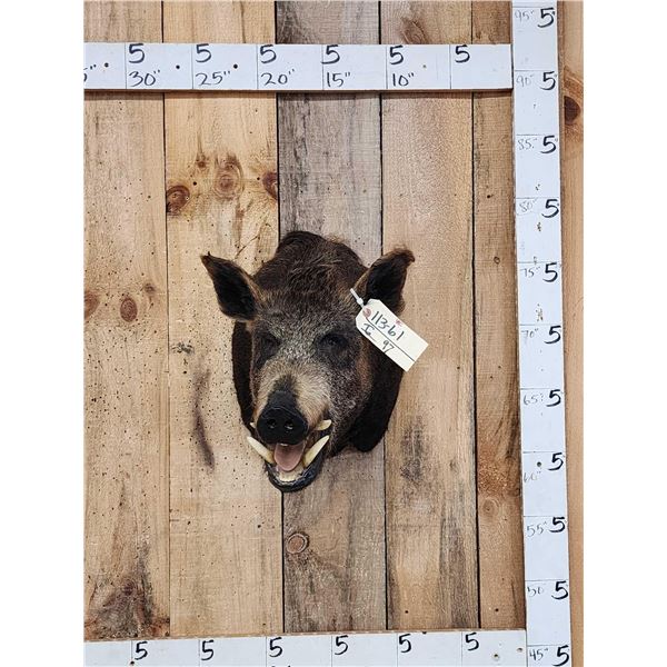 Wild Boar Hog Shoulder Mount Taxidermy