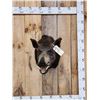 Image 1 : Wild Boar Hog Shoulder Mount Taxidermy