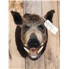 Image 2 : Wild Boar Hog Shoulder Mount Taxidermy