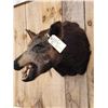 Image 3 : Wild Boar Hog Shoulder Mount Taxidermy