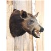 Image 4 : Wild Boar Hog Shoulder Mount Taxidermy