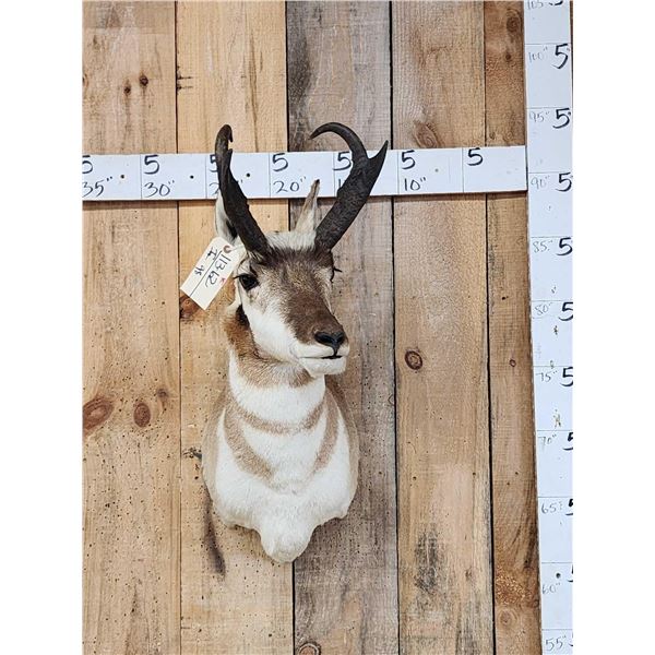 Nice Pronghorn Antelope Shoulder Mount Taxidermy