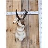 Image 1 : Nice Pronghorn Antelope Shoulder Mount Taxidermy