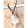 Image 2 : Nice Pronghorn Antelope Shoulder Mount Taxidermy